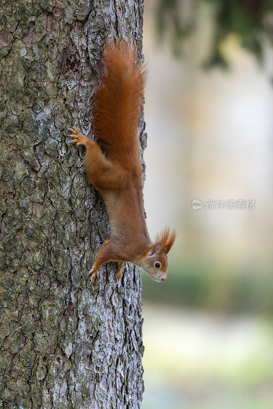 奇特的欧亚红松鼠(学名Sciurus vulgaris)